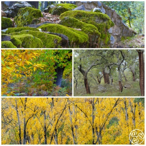 Find your autumn palette with warm, rich, earthy and golden colours in the Sierra de Aracena   /c) Michelle Chaplow