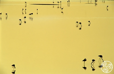 Greater Flamingos (Phoenicopterus ruber) feeding on shallow waters at sunset. Fuente de Piedra lagoon, Málaga province, Spain. © Marcos G Meider Greater Flamingos (Phoenicopterus ruber) feeding on shallow waters at sunset. Fuente de Piedra lagoon, Málaga province, Spain. © Marcos G Meider