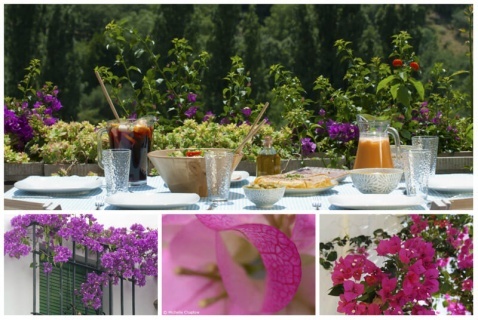The Beautiful Bougainvillea © Michelle Chaplow