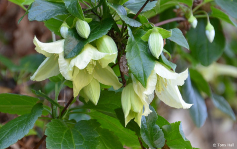 The winter clematis, Clematis Cirrhosa © Tony Hall