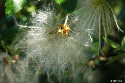 The winter clematis, Clematis Cirrhosa © Tony Hall 