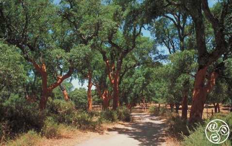 The beautiful Cork Oak (quercus suber) © Michelle Chaplow