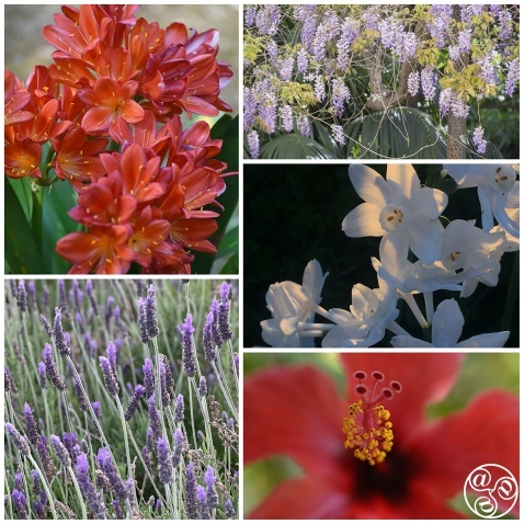 Mediterranean flowers, flourish in the gardens of Andalucia © Michelle Chaplow