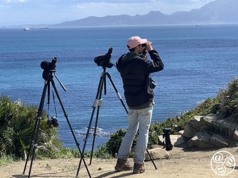 Punto Carnero is a haven of avian activity. Situated within the Parque Natural del Estrecho (The Strait Natural Park).