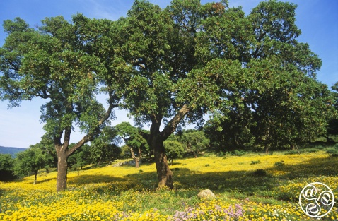 Wild flowers and Cork oaks in the Alcornocales natural park © Michelle Chaplow