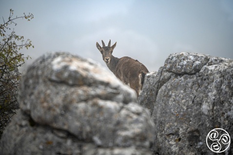 Spanish ibex (Capra pyrenaica) female at a lookout amongst rocks on a misty morning. Torcal de Antequera, Malaga province, Andalucia, Spain. © Marcos G Meider Spanish ibex (Capra pyrenaica) female at a lookout amongst rocks on a misty morning. Torcal de Antequera, Malaga province, Andalucia, Spain. © Marcos G Meider
