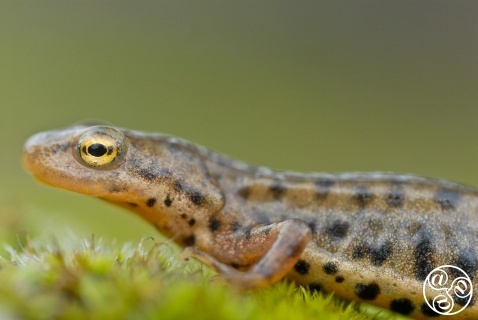 Bosca's newt (Lissotriton boscai) close up view of adult male. Sierra Morena, Jaén province, Andalucia, Spain. © Marcos G Meider Bosca's newt (Lissotriton boscai) close up view of adult male. Sierra Morena, Jaén province, Andalucia, Spain. © Marcos G Meider