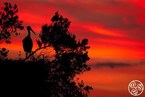 White stork (Ciconia ciconia) perched on top of its nest at dusk. Doñana National Park, Andalucia, Spain. © Marcos G Meider White stork (Ciconia ciconia) perched on top of its nest at dusk. Doñana National Park, Andalucia, Spain. © Marcos G Meider