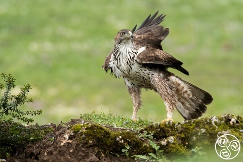 Bonelli's eagle (Aquila fasciata) perched on mossy rock. Andalusia, Spain. © Marcos G Meider Bonelli's eagle (Aquila fasciata) perched on mossy rock. Andalusia, Spain. © Marcos G Meider
