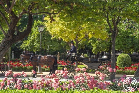  Plaza de America - your carriage awaits. © Michelle Chaplow