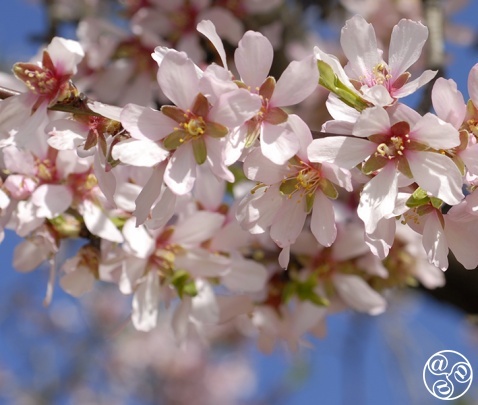 Almond Blossom Almond Blossom (c) Michelle Chaplow