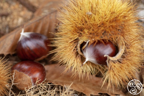 The Chestnut. © Michelle Chaplow