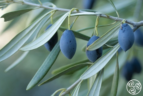 December and January are the main months for the Olive harvest in Andalucia © Michelle Chaplow