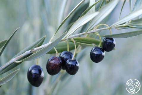 Olives hanging in abundance, ripe and ready for harvest, their deep purple hues glistening under the soft sunlight © Michelle Chaplow