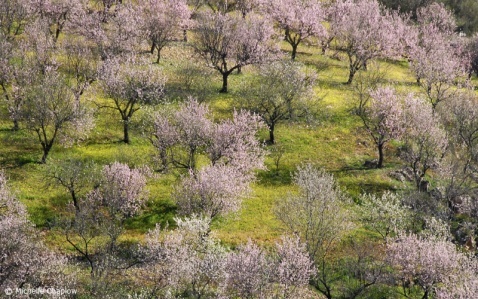 Spain is the second largest almond producer of Almonds in the world Spain is the second largest almond producer of Almonds in the world © Michelle Chaplow