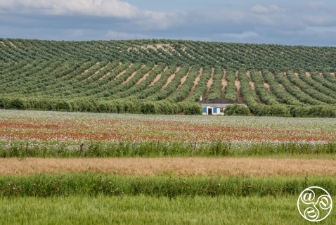 A road trip through Andalucía reveals olive groves dotted with scarlet poppies and stunning landscapes © Michelle Chaplow A road trip through Andalucía reveals olive groves dotted with scarlet poppies and stunning landscapes © Michelle Chaplow