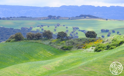 It's great to drive around the hills around Ronda © Michelle Chaplow