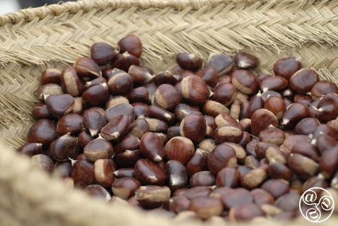Chestnuts from Pujerra
