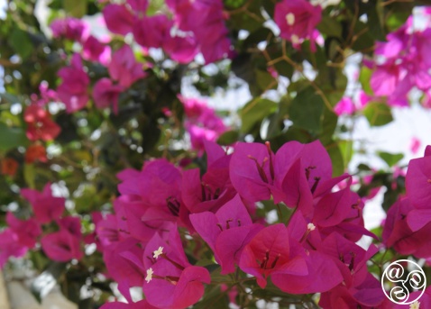 Bougainvilleas in the white washed villages costal villages of andalucia © Michelle Chaplow