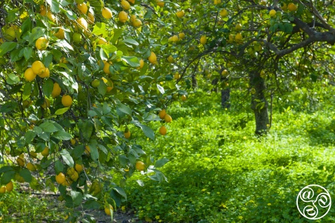 Wondering what to do with all your lemons? We have the recipe © Michelle Chaplow