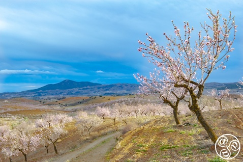 Spring is in the air in Andalucia (c) Michelle Chaplow