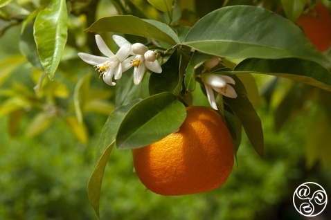 "Seville oranges" in spring with orange blossom (azahar) in bloom © Michelle Chaplow