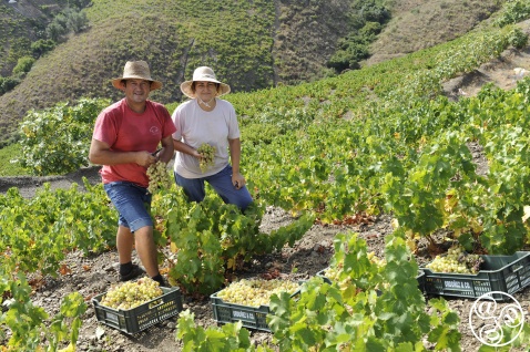 Traditional harvesting methods maintained in Axarquia. © Michelle Chaplow 