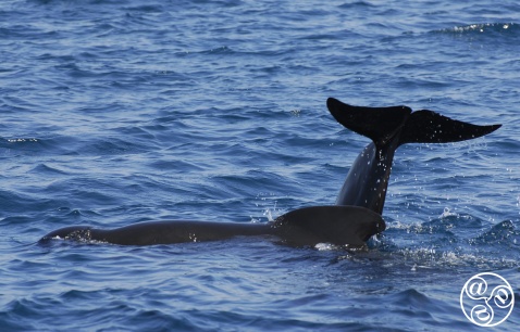 Have a whale of a time in Tarifa.   © Michelle Chaplow