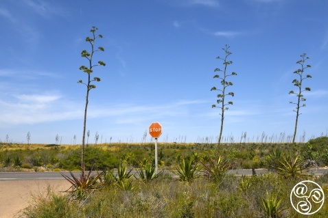  Where the cacti stand tall and time stands still – Wild West vibes in Almería © Michelle Chaplow
