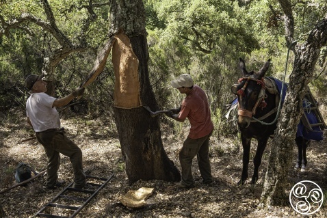 The highly prized traditional cork industry