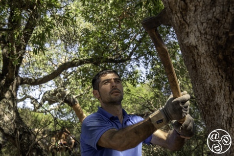 With expert precision, the bark is removed from the cork ork tree © Michelle Chaplow