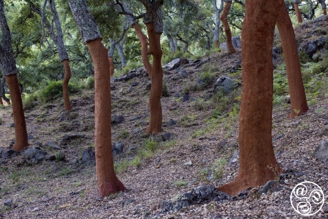 Recently harvested cork oak trees have a deep red hue © Michelle Chaplow