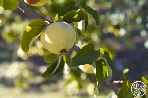 The quince fruit (Cydonia oblonga), a small tree or shrub a member of the rose family (Rosaceae) © Michelle Chaplow