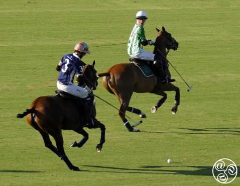 Polo ponies and Polo Players  © Michelle Chaplow