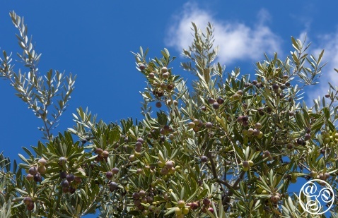 Albuñuelas, Olive groves