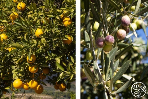 Oranges and olives are harvested in Saleres @ Michelle Chaplow