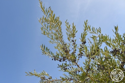 Plant your very own olive tree in Andalucia © Michelle Chaplow 