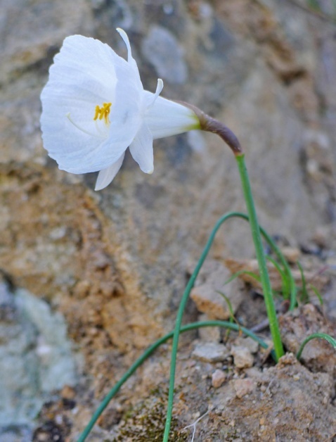 White Hooped-Petticoat Daffodil - Narcissus cantabricus.  © Tony Hall