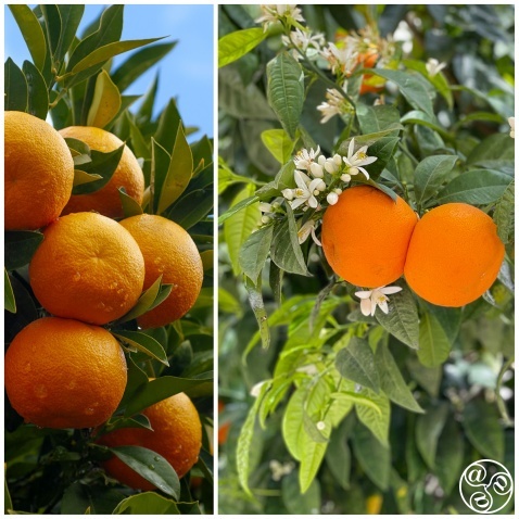 Sun-drenched lemon groves and homemade lemonade (c) Michelle Chaplow