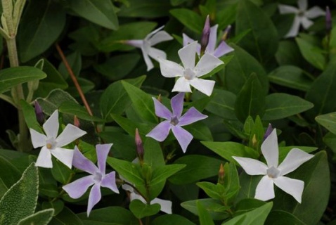 Periwinkle. Vinca difformis © Tony Hall