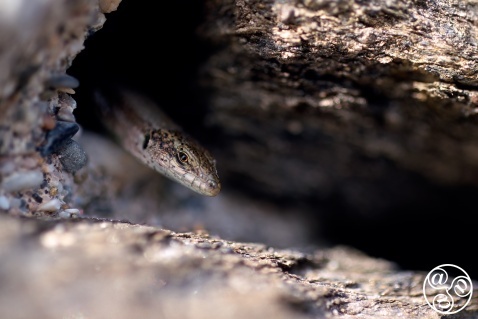 Iberian wall lizard (Podarcis hispanica) sneaking out from its hole, Malaga province, Andalucia, Spain © Marcos G Meider Iberian wall lizard (Podarcis hispanica) sneaking out from its hole, Malaga province, Andalucia, Spain © Marcos G Meider