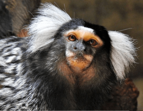 Common Marmoset © AWCP