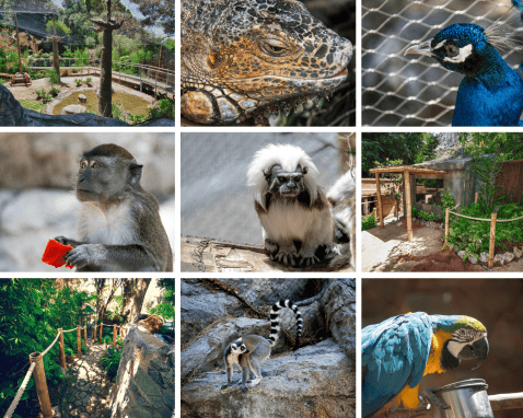 Gibraltar's Zoo located at the Gibraltar Botanical Gardens © VisitGibraltar.gi Gibraltar's Zoo located at the Gibraltar Botanical Gardens © VisitGibraltar.gi