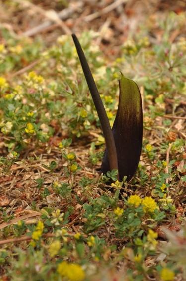 Narrow-leaved Biarum - Biarum arundanum © Tony Hall