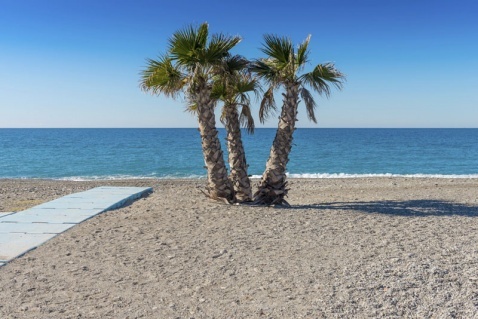 Palms trees - A Familiar Site on The Costa Tropical © iStock