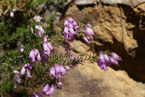 Spanish Heath - Erica australis © Tony Hall