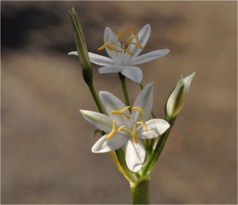 Lapiedra martinezii © Tony Hall