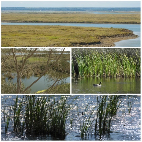 Marshlands in Andalucia. . © andalucia.com