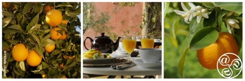 Oranges in Andalucia 