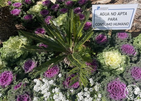 The use of recyled water for Ornamental cabbages, cycad palms in Esetpona © Michelle Chaplow